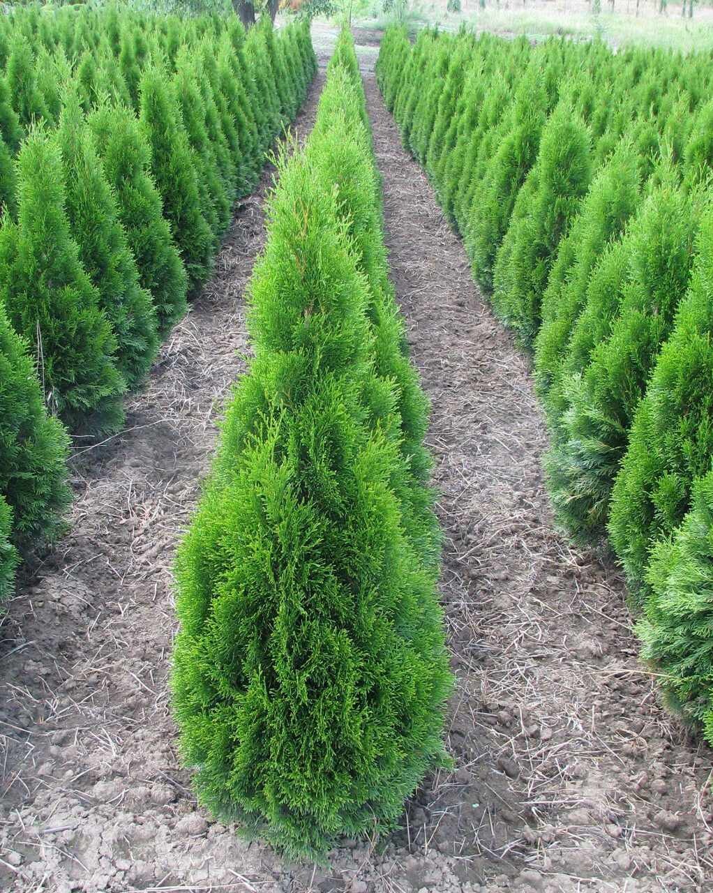 Thuja occidentalis &#39;Smaragd&#39;