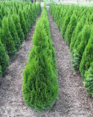 Thuja occidentalis &#39;Smaragd&#39;