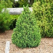 Picea &#39;CVS&#39;