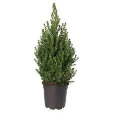 Picea glauca &#39;Conica&#39;