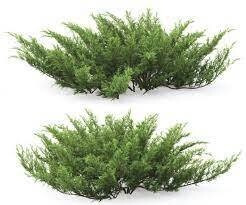 Juniprus &#39;CVS&#39;