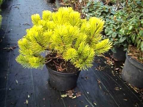 Pinus mugo &#39;Carsten&#39;s Wintergold&#39;