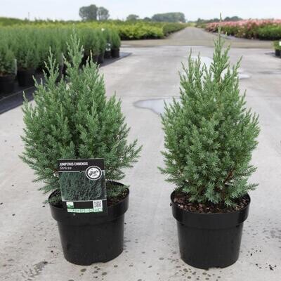 Juniperus chinensis &#39;Stricta&#39;