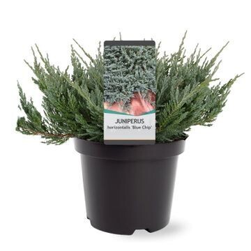 Juniperus horizontalis &#39;Blue Chip&#39;