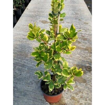 Ilex aqufolium &#39;Golden King&#39;