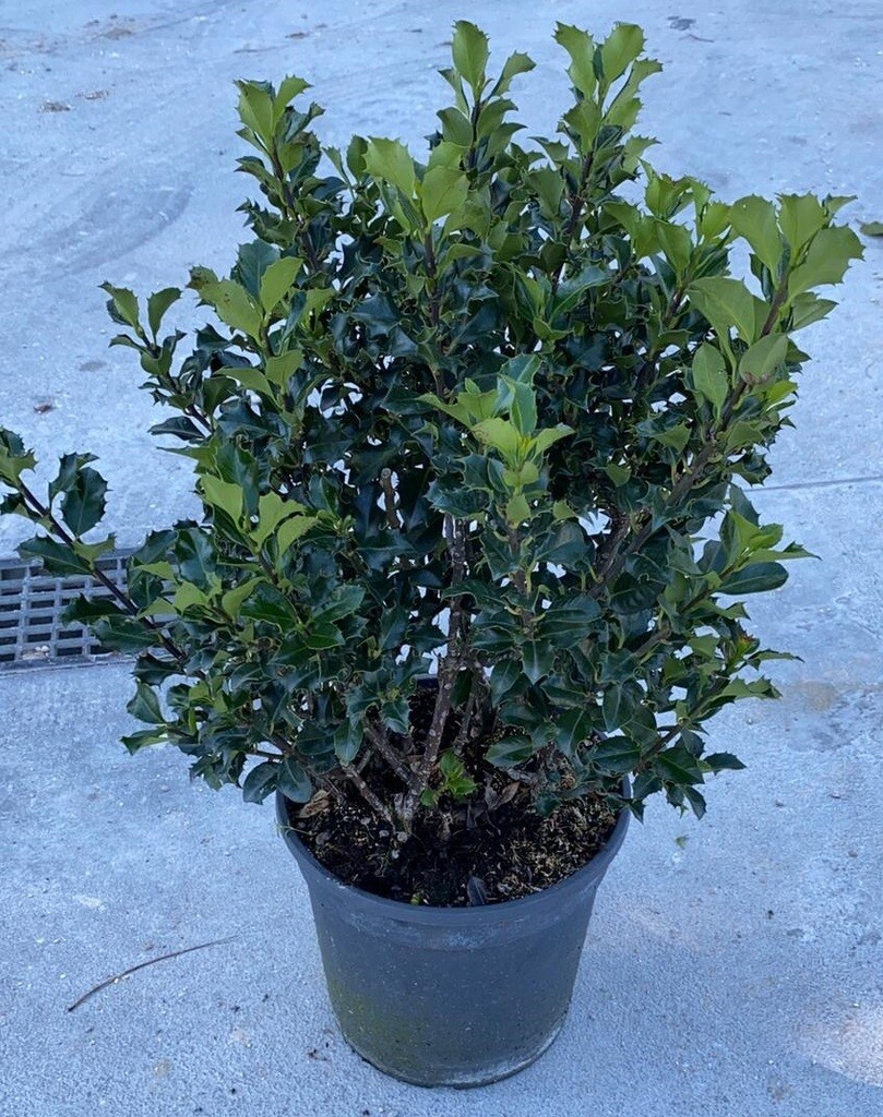 Ilex aqufolium &#39;Blue Angel&#39;