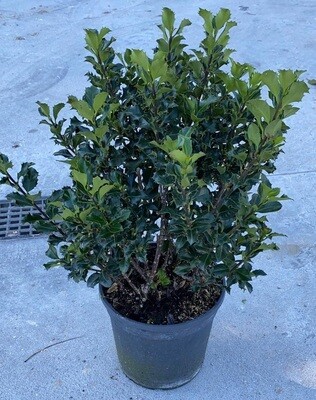 Ilex aqufolium &#39;Blue Angel&#39;