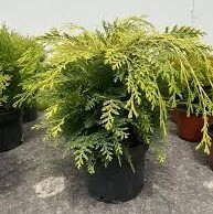 Chamaecyparis lawsoniana &#39;Globus Gold&#39;
