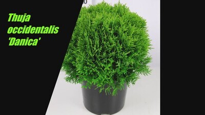 Thuja occidentalis &#39;Danica&#39;