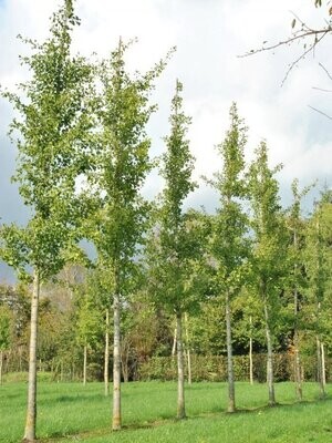 UKRASNO DRVEĆE