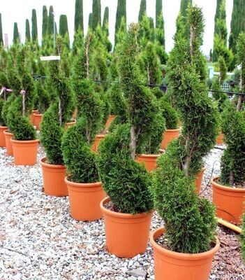 Thuja Occidentalis &#39;Smaragd&#39;