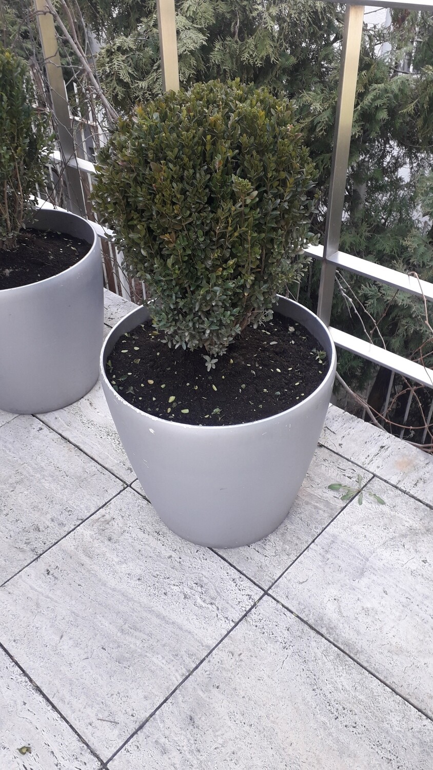 Buxus sempervirens