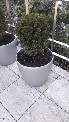 Buxus sempervirens