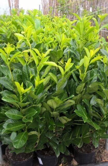 Prunus laurocerasus