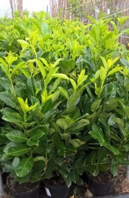 Prunus laurocerasus