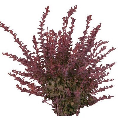 Berberis thunbergii &#39;Atropurpurea&#39;