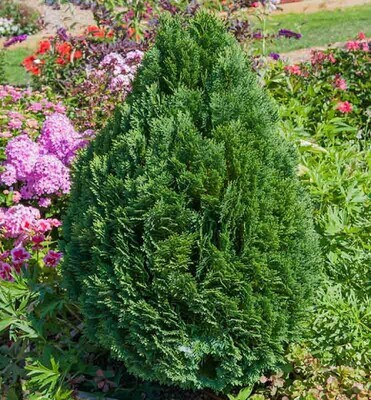 Chamaecyparis lawsoniana &#39;Minima Glauca&#39;