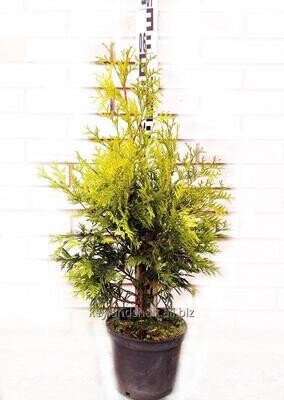 Thuja occidentalis &#39;Sunkist&#39;