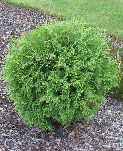 Thuja occidentalis &#39;Globosa&#39;