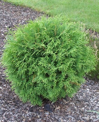 Thuja occidentalis &#39;Globosa&#39;