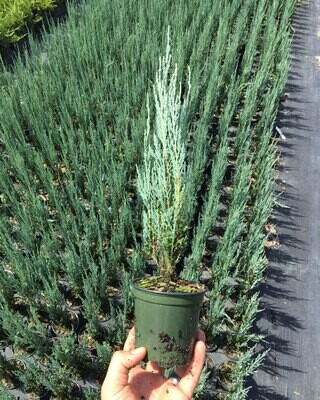 Juniperus virginiana &#39;Skyrocket&#39;