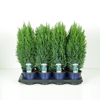 Chamaecyparis lawsoniana &#39;Ellwoodii&#39;