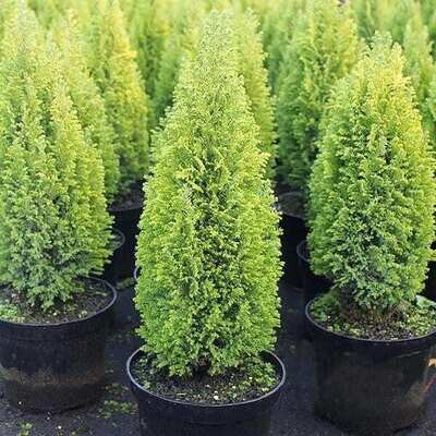 Chamaecyparis lawsoniana &#39;Ellwoodii Gold&#39;