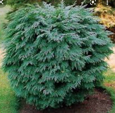 Chamaecyparis lawsoniana &#39;Globus&#39;