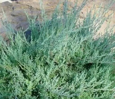 Juniperus chinensis &#39;Pfitzeriana&#39;