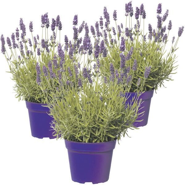Lavandula angustifolia