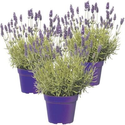 Lavandula angustifolia
