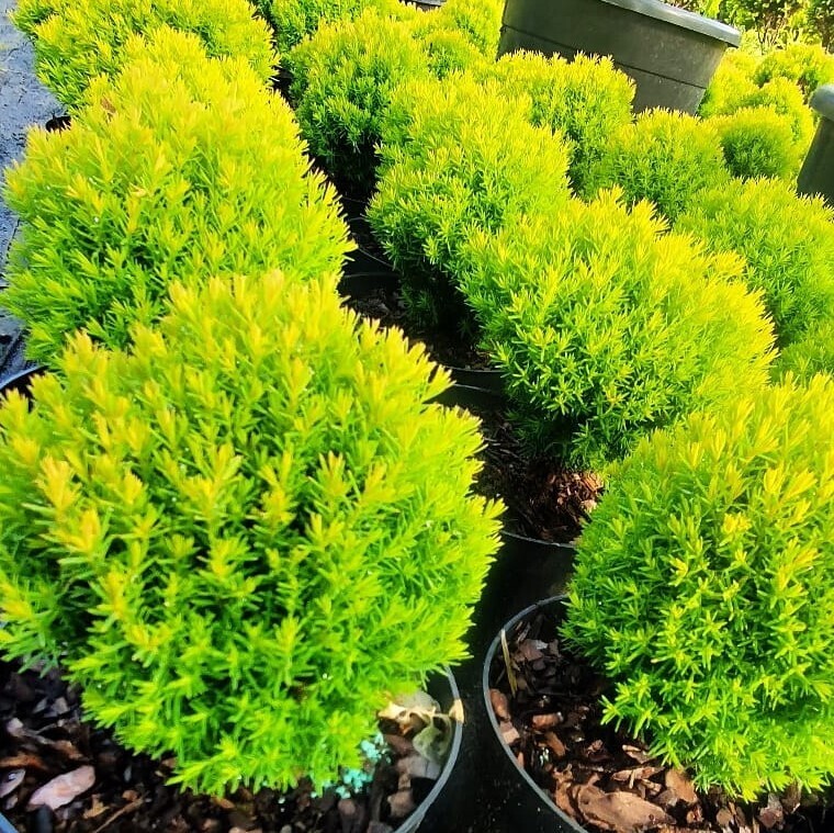 Thuja occidentalis ‘Anniek&#39; (&#39;Teddy Gold&#39;)