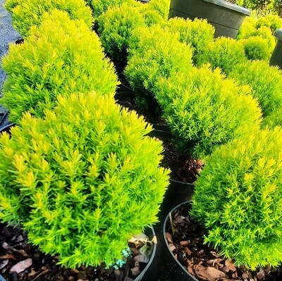 Thuja occidentalis ‘Anniek&#39; (&#39;Teddy Gold&#39;)