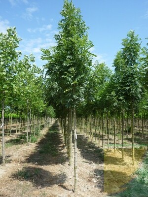Fraxinus excelsior