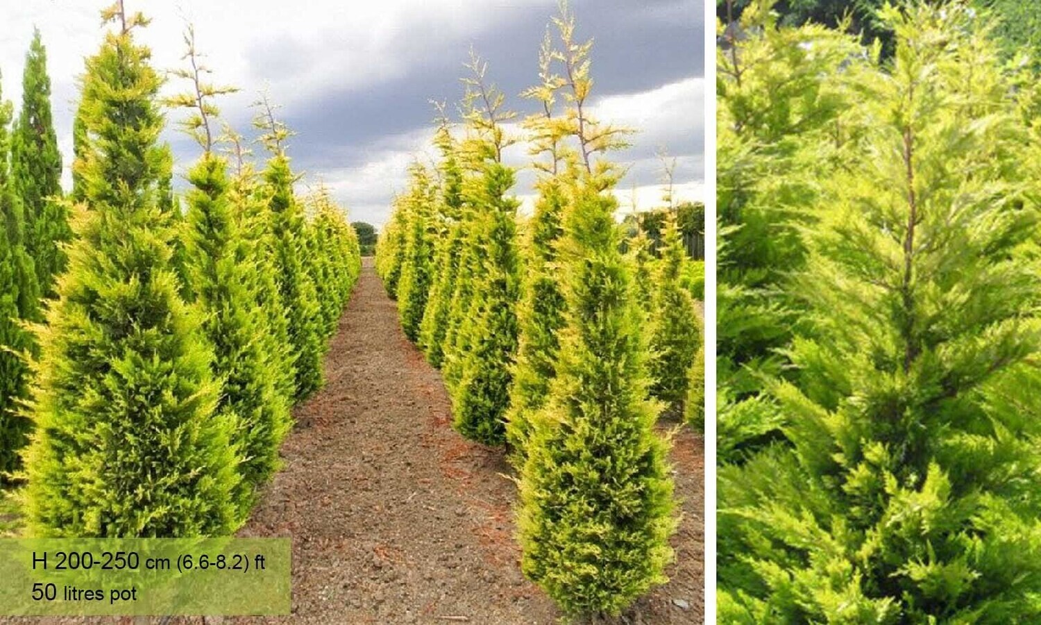 Cupressocyparis laylandii &#39;Gold Rider&#39;