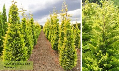 Cupressocyparis laylandii &#39;Gold Rider&#39;