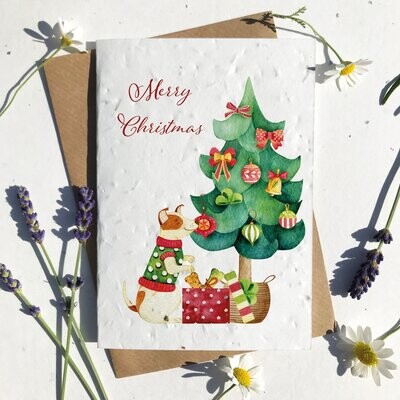 Jack Russell Terrier