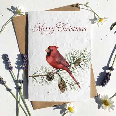 Cardinal Bird On Branch