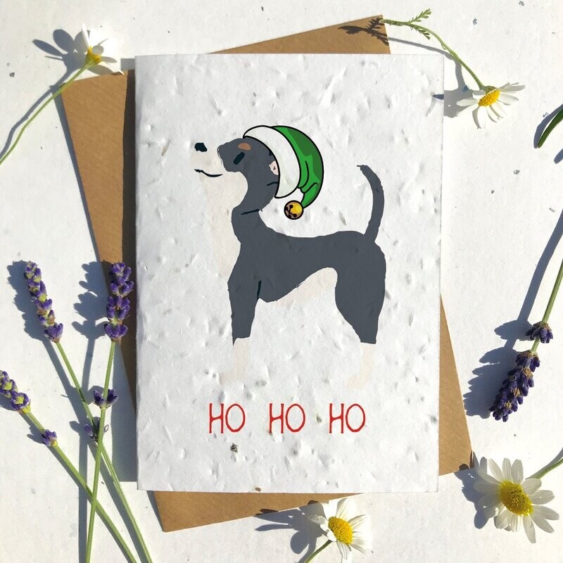Black Chihuahua