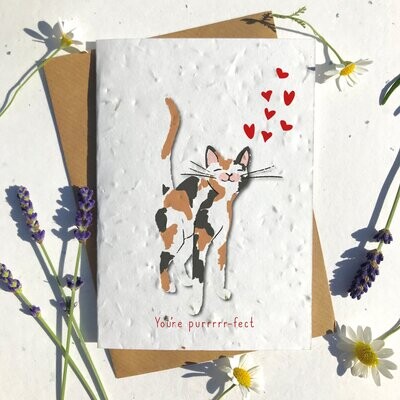 Tortoiseshell Shorthaired Cat Valentines