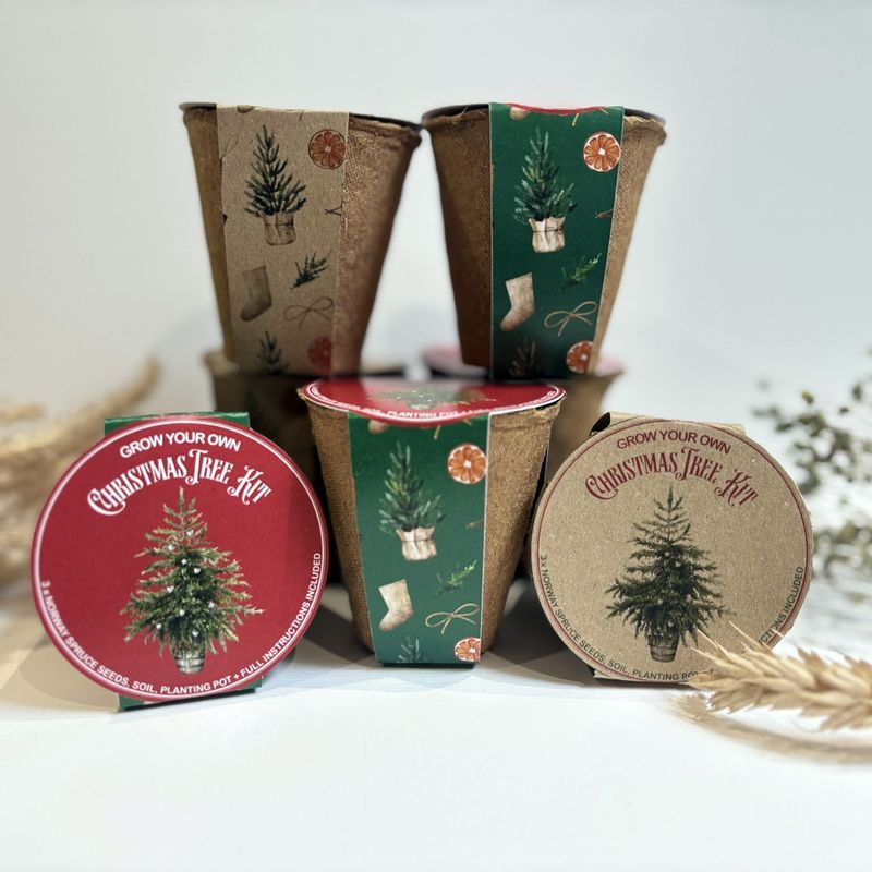 Grow Your Own Christmas Tree Kit – 3 Norway Spruce Seeds