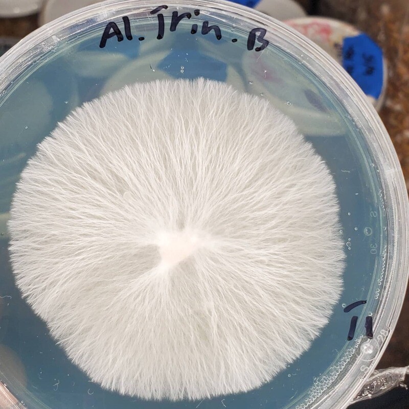 Research Plate (90mm)
