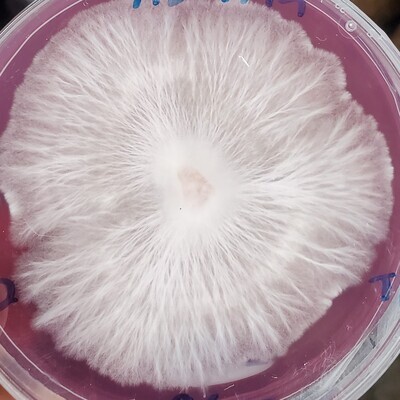 Spores