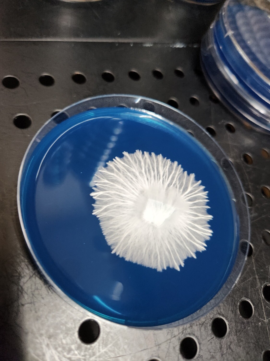 Pluton Preorder Plate (90mm)