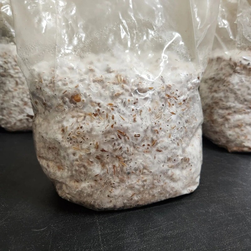 Colonized grain (3lb bag)