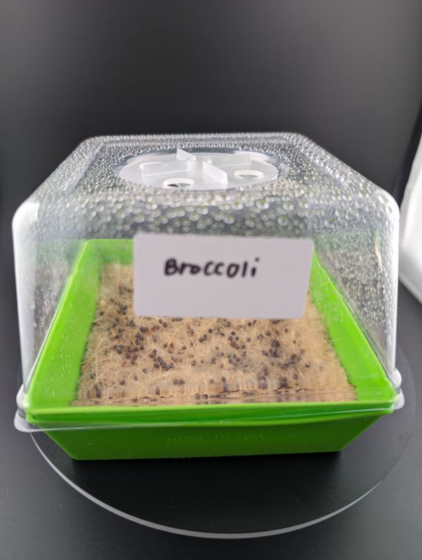 Beginner&#39;s Microgreens Grow Kit