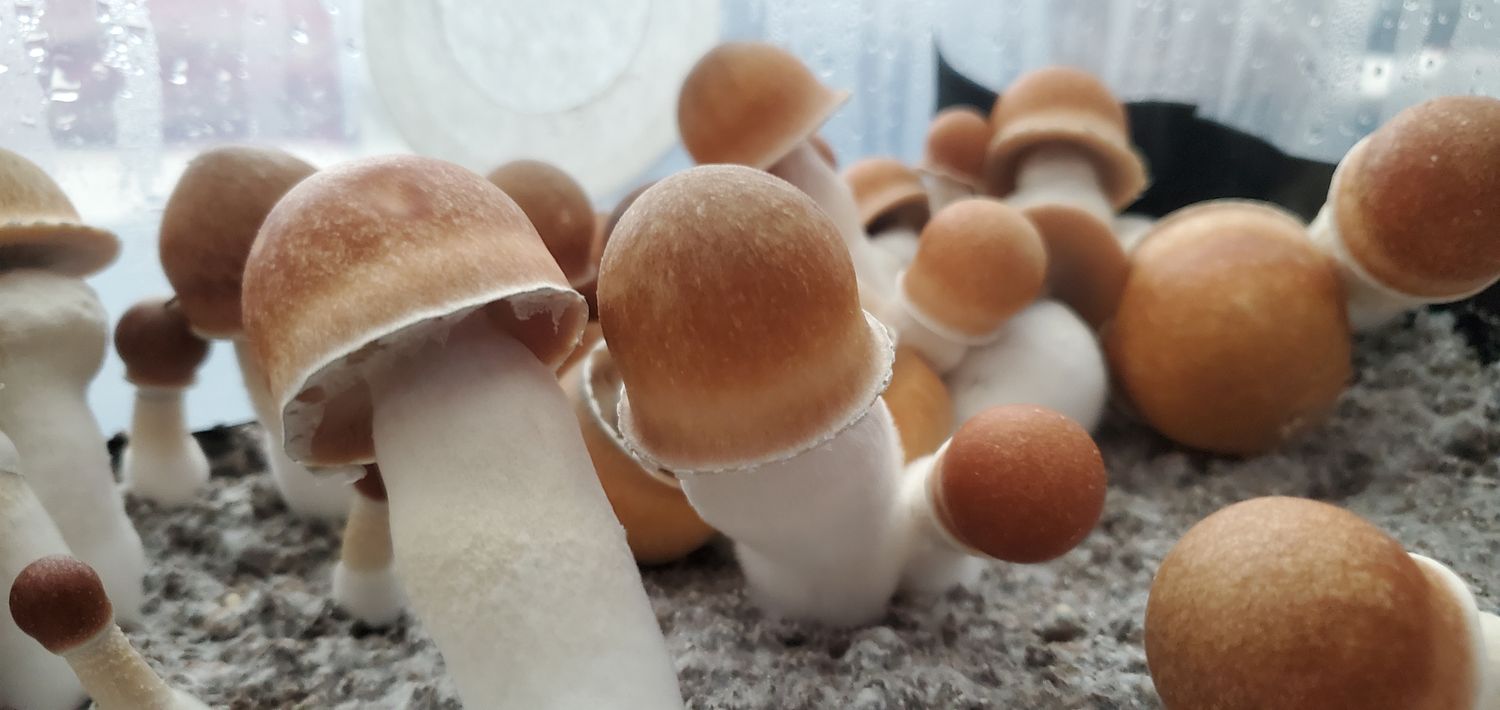 Penis Envy