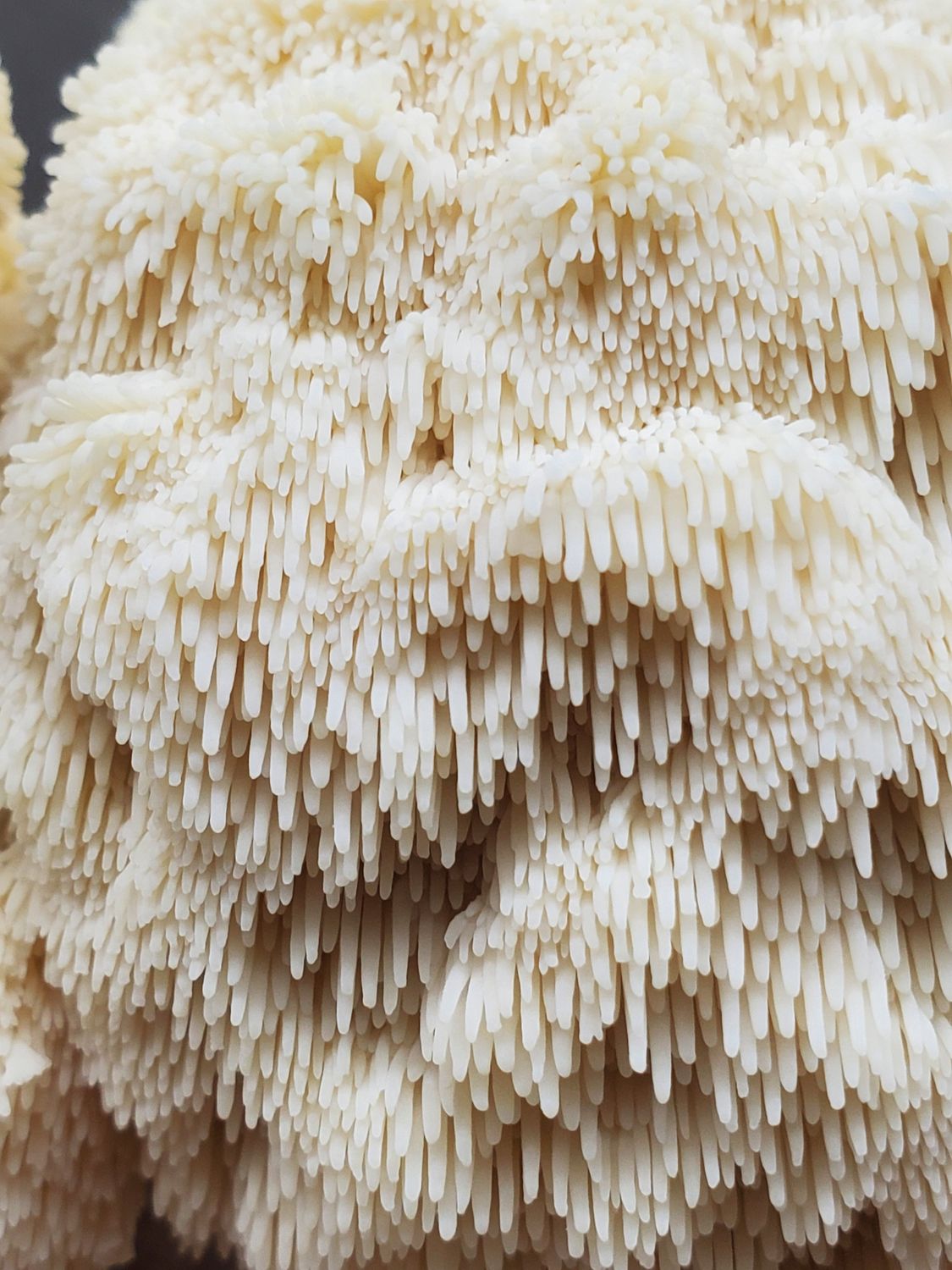 Hericium Erinaceus - Lion&#39;s Mane