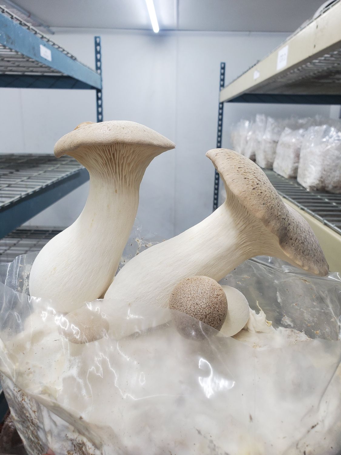 Pleurotus Eringii - King Oyster
