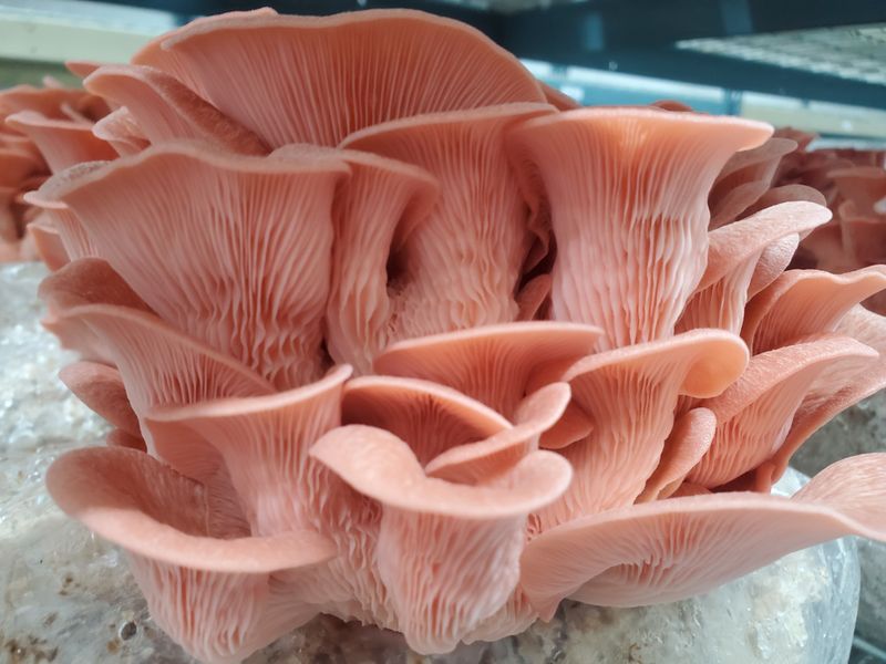 Pleurotus Djamour - Pink Oyster